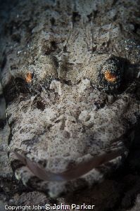 Crocodile eyes! by John Parker 